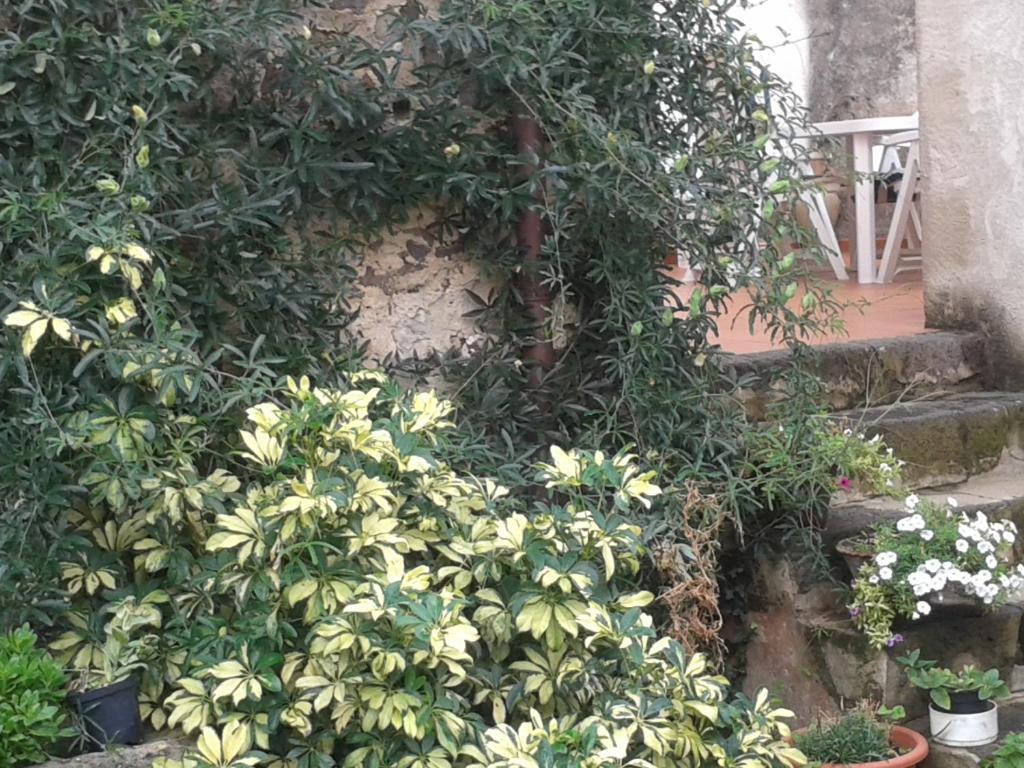 皮萨努住宿加早餐旅馆 Narbolia 外观 照片